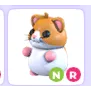 NR HAMSTER