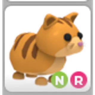 GINGER CAT NR