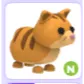 N GINGER CAT