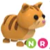 NR GINGER CAT