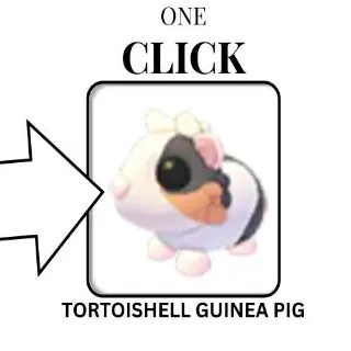 TORTOISESHELL GUINEA PIG