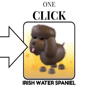 IRISH WATER SPANIEL