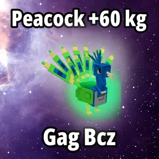 60 kg Peacock