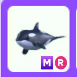 Other | Orca Mr