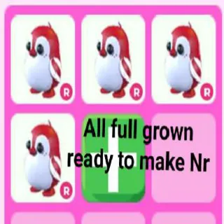 Peppermint Penguin Nr