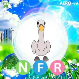 NFR Swan