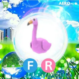 FR Flamingo