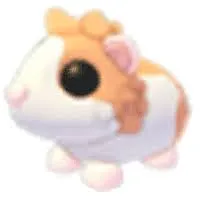 RED DUTCH GUINEA PIG