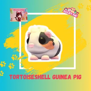 TORTOISESHELL GUINEA PIG