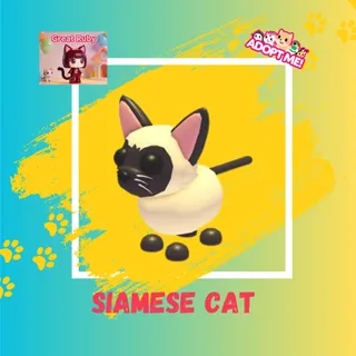 SIAMESE CAT