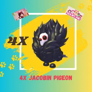4X JACOBIN PIGEON