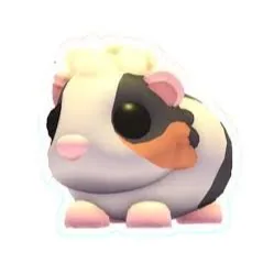 TORTOISESHELL GUINEA PIG