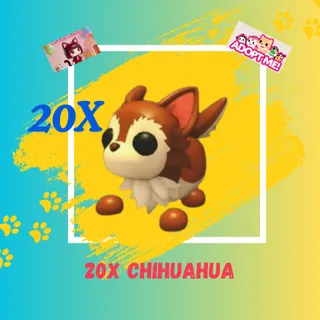 20X CHIHUAHUA