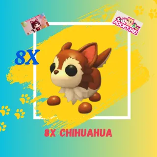 8X CHIHUAHUA