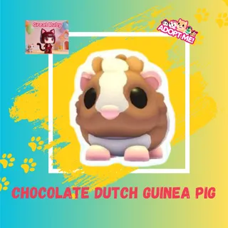 CHOCOLATE DUTCH GUINEA PIG