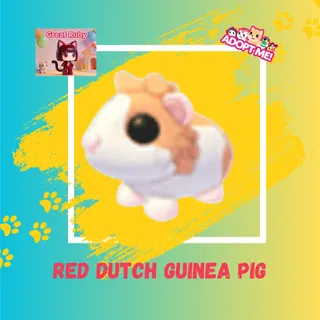 RED DUTCH GUINEA PIG