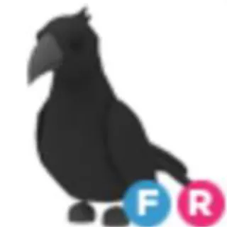 Pet | FR crow