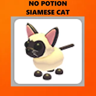 SIAMESE CAT - ADOPT ME