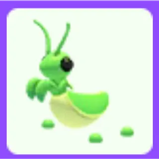 Praying Mantis