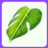 Monstera Leaf Cape
