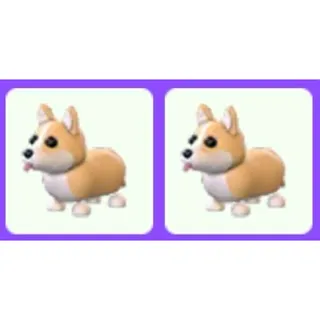 Corgi x2