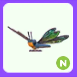 Clubtail Dragonfly N