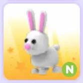 Pet | Bunny N Neon