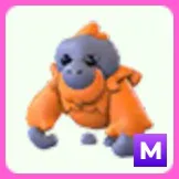 Orangutan M