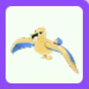 Pet | Golden Albatross