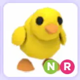 Pet | Chick NR Neon