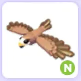 Black Kite N
