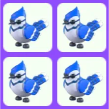 Blue Jay Bundle x4