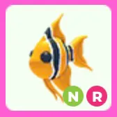 Angelfish NR