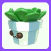 Succulent Plush