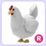 Pet | Chicken R