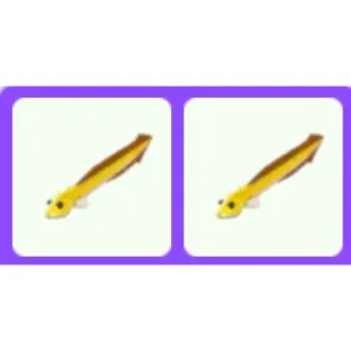 Pet | Eel x2