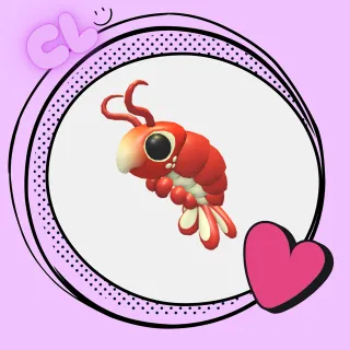 Emperor Shrimp