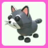 Raccoon