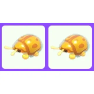 Golden Tortoise Beetle x2