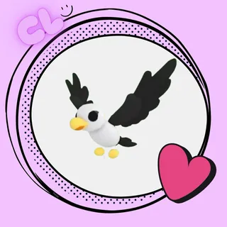 Pilot Gull