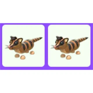 Banded Palm Civet x2