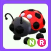Pet | Ladybug NR Neon