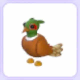 Brown Chested Pheasant