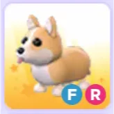 Pet | Corgi FR