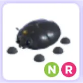 Pet | Giant Black Scarab NR