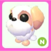 Shih Tzu N