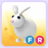 Pet | Rabbit FR