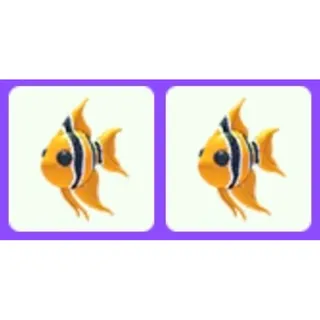 Angelfish x2