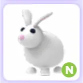 Pet | Rabbit N Neon