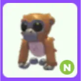Gibbon N